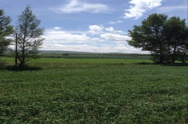 乌兰察布市节水灌溉300亩小麦喷灌