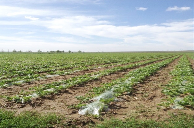 2014年乌兰察布市节水灌溉1000亩糖菜基地